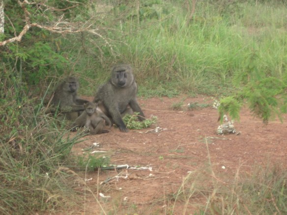 baboons together