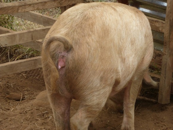 See that swelling?  That means she is ready to get pregnant!  And, once she IS pregnant, the pointy  part will point up.  Now you know, too, in case you ever need to.