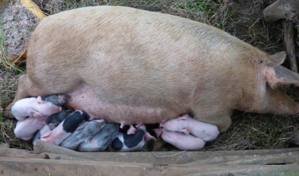 piglets